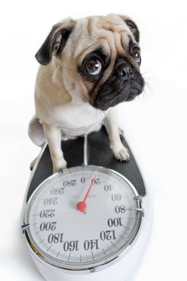 "6 Tips to Improve Your Pet’s Physical Fitness, Avoid Obesity "