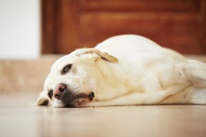 "5 Ways to Help a Lonely Pet"