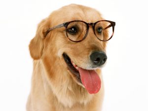 "dog with glasses"