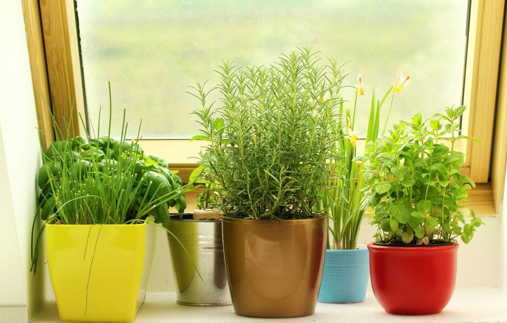 "7 Easy Tips to Make Your Indoor Herb Garden a Success"